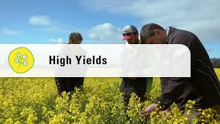 Nuseed Australia  Open Pollinated Triazine Tolerant canola [upl. by Ainehta]