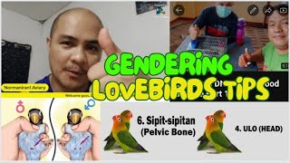 Gendering Lovebirds Advice gendering dna lovebirds [upl. by Murray]