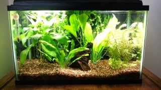 Neon Tetras in 10 gal Planted Tank [upl. by Cowley56]