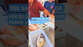 TEK SARGOZ FİYATI DUDAK UÇUKLATTI fishingshorts fishing balıkmezatıbalıkavları [upl. by Beckie]