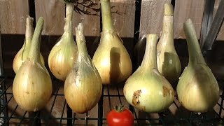 Growing Onions with Simon part 5 [upl. by Nolan477]