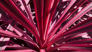 Variegated Cordyline australis ‘Electric Pink’ [upl. by Namzed]