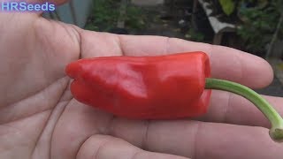 ⟹ Aleppo Pepper  Capsicum annuum  Pod Review [upl. by Notyard]