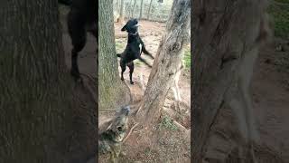 My young Feist dogs in the training pen [upl. by Alliber]