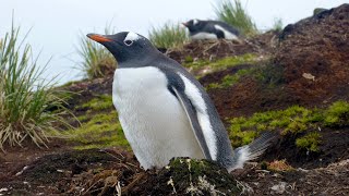 Gentoo Penguins [upl. by Conn]