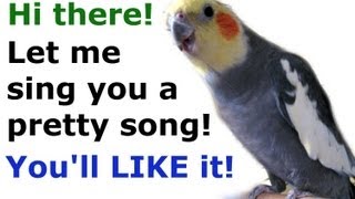 Cockatiel Bird Singing  A Musical Bird Home Pet  Pretty Bird Tunes  Jazevox Animals Videos [upl. by Selina]