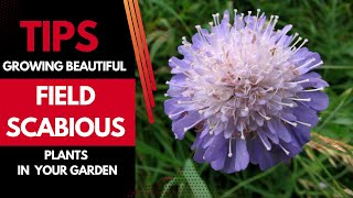 Tips for Growing Beautiful Field Scabious Knautia arvensis Plants in Your Garden [upl. by Marrilee]