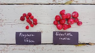 Potentilla o Duchesnea indica la falsa fragola incompresa [upl. by Nekcerb]