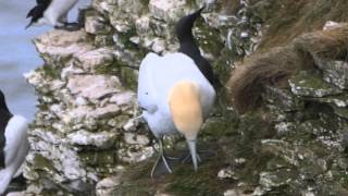 Vogelfelsen Bempton Cliff  England  Yorkshire [upl. by Eisiam313]