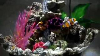 Our BiOrb 60 Marine Tank [upl. by Ridgley]