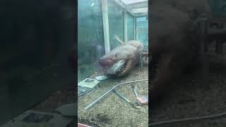 Feb 2019  Rosie the preserved shark being prepared to leave abandoned wildlife park [upl. by Bound]