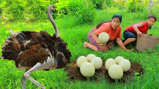 Women Catch Chicken meet Ostrich Eggs Cooking Ostrich Eggs and Chicken for dog Eating delicious [upl. by Silma778]