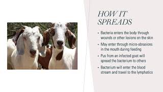 Caseous Lymphadenitis in Goats [upl. by Balduin]