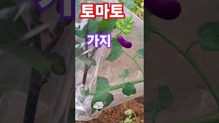 토마토와 가지가 만났을때 토가지 접순 접순 접목 토마토 가지 접목 [upl. by Stickney]