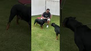 Rottweiler Lady Ollie Attacks A Rottweiler Female During Dog Show Championship shorts dogs trend [upl. by Suoinuj791]