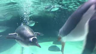 Gentoo penguins swimming [upl. by Yclehc]