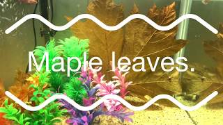 USING MAPLE LEAVES IN MY TANK [upl. by Allisirp614]