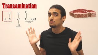 Overview on Amino acid metabolism شرح بالعربي لمصير الأمينو أسيد [upl. by Najed]