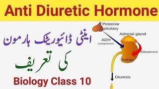 What is Antidiuretic Hormone  Definition of Antidiuretic Hormone  Class 10 [upl. by Corneille]