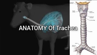 Trachea of Ox Horse Dog Pig and Fowl  ANATOMY by Dr Nidhi Gupta  1st Year Lecture [upl. by Meid]