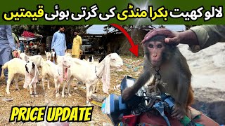 Lalukhet Bakra Mandi Latest Rates Update 13 October 2024  Sunday Bakra Mandi in Karachi [upl. by Markland624]