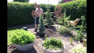 Planting  Picea Pungens Iseli Fastigiata [upl. by Neeloc]