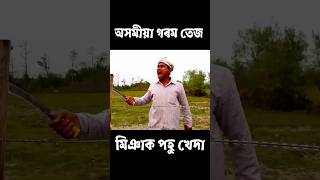 অসমীয়া গৰম তেজ মিঞাক পহু খেদা [upl. by Bonneau]