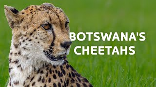 2 Hours Exploring Botswanas Untouched Kingdom  Wildlife Documentary [upl. by Negeam]