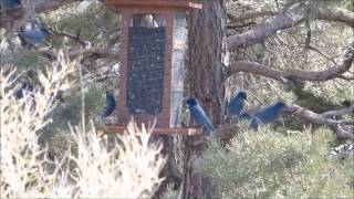 Pinyon Jays Coaldale CO [upl. by Airretal]