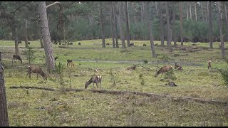 Live wildcam Het Nationale Park De Hoge Veluwe [upl. by Runck51]