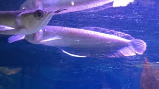 Arowana  Osteoglossum bicirrhosum [upl. by Prent]