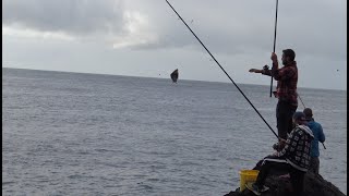 Sargo fishing  Rock fishing  Pesca sargo Açores  Diplodus sargus [upl. by Nihcas]