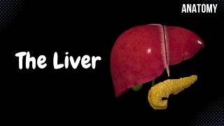 Liver Anatomy Function Topography External Structures Ligaments [upl. by Yrannav350]