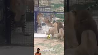 😱😱😱 जंगल का असली राजा शेर नही है 2024 virulshorts shortfeeds viralvideo lion wildanimals [upl. by Hales]