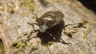 Rhaphigaster nebulosa  Stink Bug  Graue Gartenwanze [upl. by Coppock]