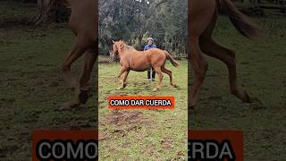 DESCUBRE EL SECRETO DE COMO UBICARTE AL TRABAJAR A LA CUERDA A UN CABALLO horse  caballos [upl. by Nylecsoj]