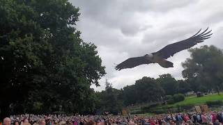 Lammergeier Vulture  Falconry Show at Warwick Castle [upl. by Nnylak]