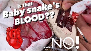 Baby Snake Cutting… GONE WRONG Watch the whole video [upl. by Jesus]