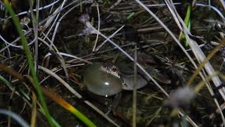 Pacific treefrog Pseudacris regilla callling for the ladies [upl. by Eenej]