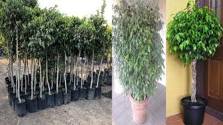 🌿 FICUS BENJAMINA  6 TRUCOS que necesitas saber sobre esta planta cuidados [upl. by Rector]