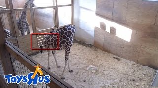 ► Live Feed  Animal Adventure Park  April The Giraffe Giving Birth Morning 04152017 [upl. by Elehcor]