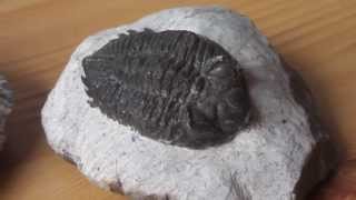 What are trilobites   Fossils in HD [upl. by Iliam]