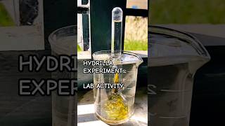 Hydrilla experiment biology oxygen experiment science telangana labactivity subscribe fyp1k [upl. by Tanney]