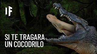 ¿Qué pasaría si te tragara un cocodrilo [upl. by Kalikow973]