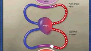 Gas Exchange During Respiration [upl. by Klockau]