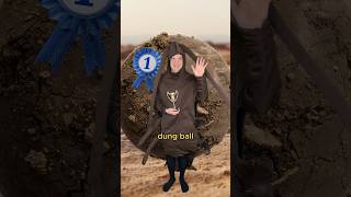 The dung beetle olympics comedy music parody of Kung Fu Fighting by Carl Douglas [upl. by Janeczka132]