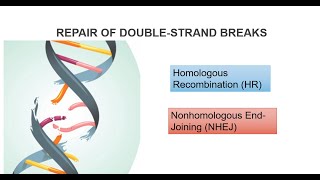 DNA Double Strand Breaks And Repair Systems Part 2 [upl. by Nanda856]