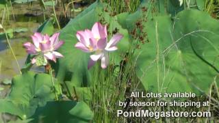 Growing Lotus Pink Lips Large Lotus in Pond Video [upl. by Eglantine]