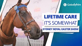 Godolphin Lifetime Care  Its Somewhat at the Sydney Royal Easter Show [upl. by Nwahsirhc472]