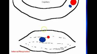 External and Internal Respiration [upl. by Gerrilee]